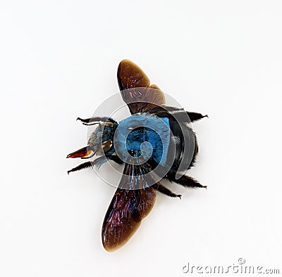 Blue bumblebee isolated on white. Xylocopa caerulea macro close up, collection insects, hymenoptera Stock Photo