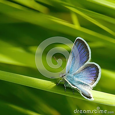 Blue butterflies Stock Photo