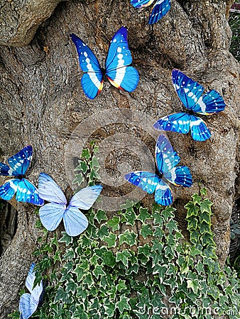 blue butterflies in nature Stock Photo