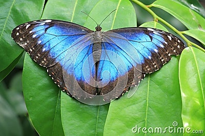 Blue butterfly Stock Photo