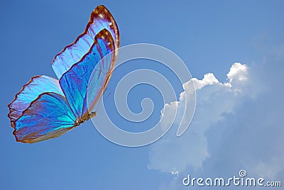 Blue butterfly Stock Photo