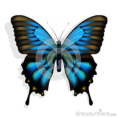 Blue butterfly Vector Illustration