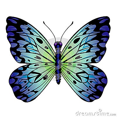 Blue butterfly Vector Illustration