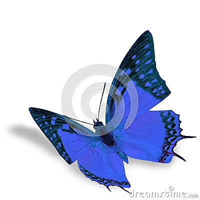 Blue Butterfly Stock Photo