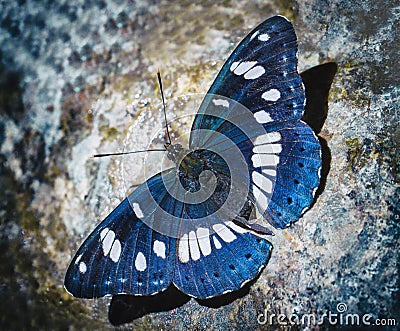 Blue butterfly Stock Photo