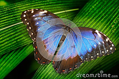 Blue butterfly. Blue Morpho, Morpho peleides, big butterfly sitting on green leaves. Beautiful insect in the nature habitat Stock Photo