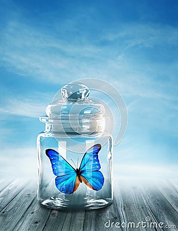 Blue butterfly closed Stock Photo