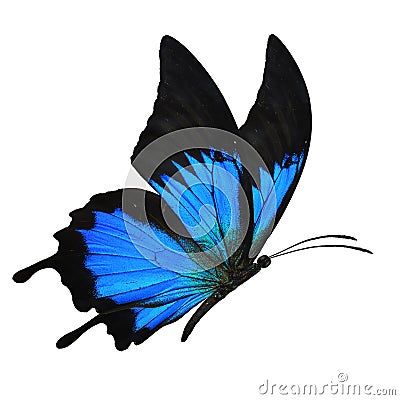 Blue butterfly flying Stock Photo