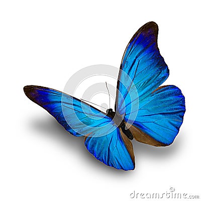 Blue Butterfly flying Stock Photo