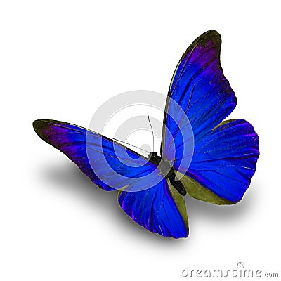 Blue Butterfly flying Stock Photo