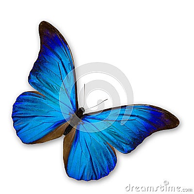 Blue Butterfly Stock Photo