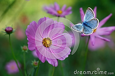 The blue butterfly flying among pink cosmos flowers Stock Photo