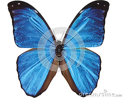 Blue butterfly isolated on white Stock Photo