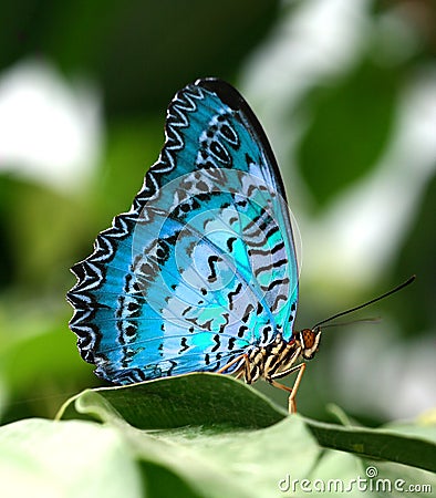 Blue butterfly on leaf Stock Photo