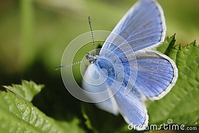 Blue butterfly (Lycaenidae family) in sunlight. Stock Photo