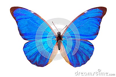 Blue butterfly Morpho anaxibia. isolated on white background Stock Photo