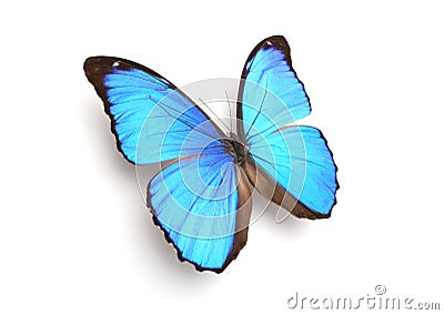 Blue butterfly Stock Photo