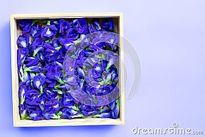 Blue butterfly pea flower in wooden box on purple background Stock Photo
