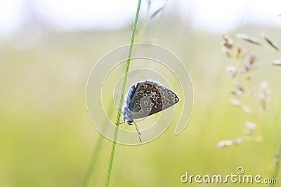 Blue butterfly sitting on meadow illuminated by bright sun light Stock Photo