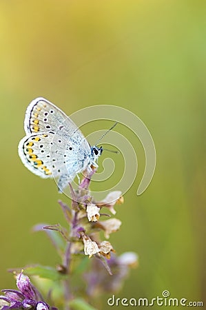 Blue butterfly on a stem Stock Photo