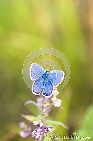 Blue butterfly on a stem Stock Photo