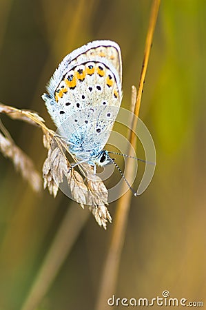 Blue butterfly on a stem Stock Photo