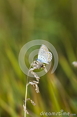 Blue butterfly on a stem Stock Photo