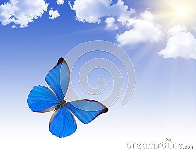 Blue butterfly under bright sun Stock Photo