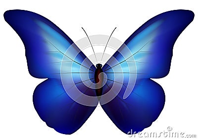 Blue butterfly Stock Photo