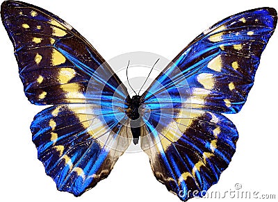 Blue butterfly Stock Photo