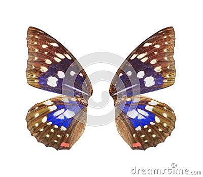 Blue butterfly wing Stock Photo