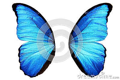 blue butterfly wings with black spots. isolated on white background Stock Photo