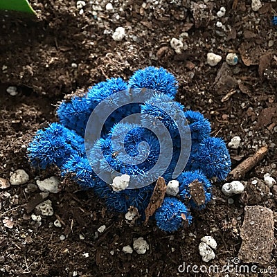 Blue cactus Stock Photo