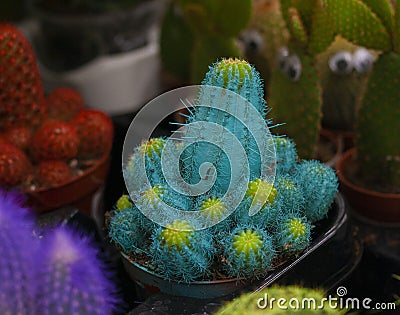 Blue cactus in a pot among other cacti Stock Photo