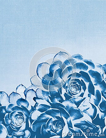 Blue Cactus Succulent Stock Photo