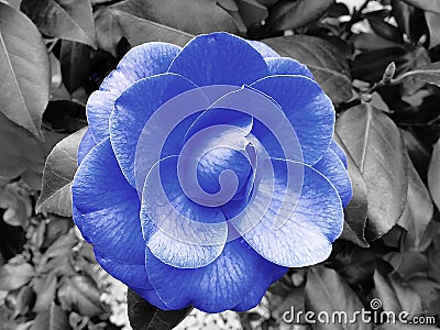 Blue camelia flower Stock Photo