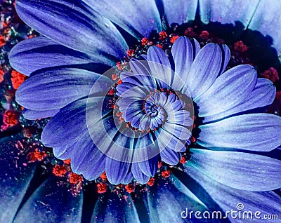 Blue camomile daisy flower spiral abstract fractal effect pattern background. Blue violet navy flower spiral abstract pattern Stock Photo
