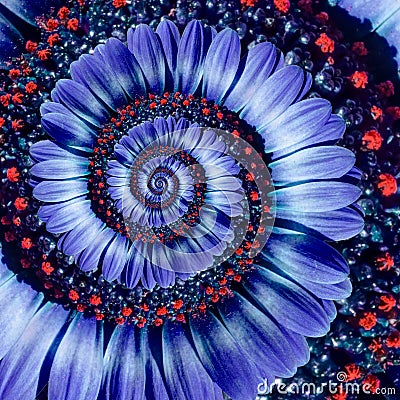 Blue camomile daisy flower spiral abstract fractal effect pattern background. Blue violet navy flower spiral abstract pattern Stock Photo