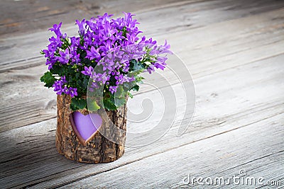 Blue campanula flowers for Valentine's Day Stock Photo