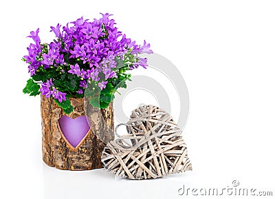 Blue campanula flowers for Valentine's Day Stock Photo
