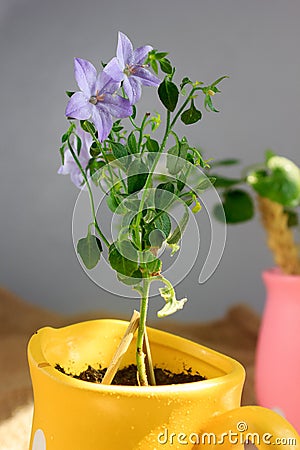 Blue campanula isophylla in yellow flowerpot Stock Photo