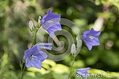 Blue Campanula persicifolia Stock Photo