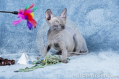 Blue Canadian Sphynx the Canadian Hairless cat kitten Stock Photo