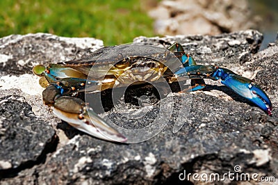 Blue Caribbean crab on top of rock closeup Stock Photo