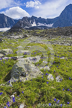 Blue catchment flowers in a mountains. Altai, Russia Stock Photo