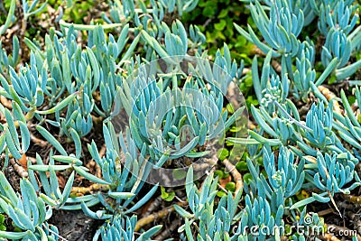 Blue Chalksticks - Curio Repens Stock Photo