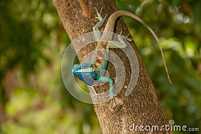Blue chameleon on the tree Stock Photo