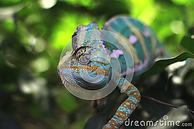 Blue chameleon posing Stock Photo