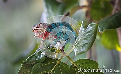 Blue chameleon snacking on worms Stock Photo