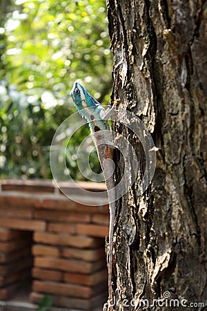 Blue chameleon on tree Stock Photo